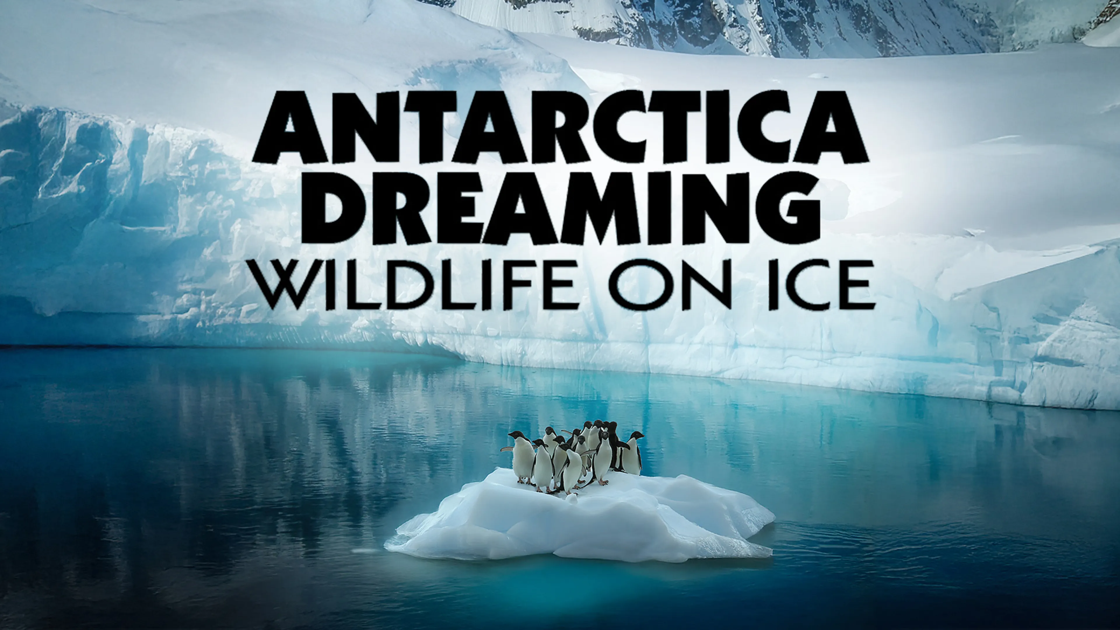 Antarctica Dreaming: Wildlife on Ice poster